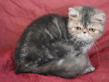 Une chatonne Exotic Shorthair bleu tortie non LOOF à l'achat