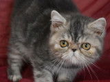 Une chatonne Exotic Shorthair bleu tortie non LOOF à l'achat