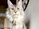 Une chatte de 2 ans Maine Coon LOOF noir argenté en vente