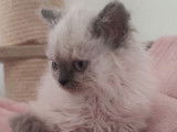 Réservation pour 4 chatons Selkirk Rex LOOF