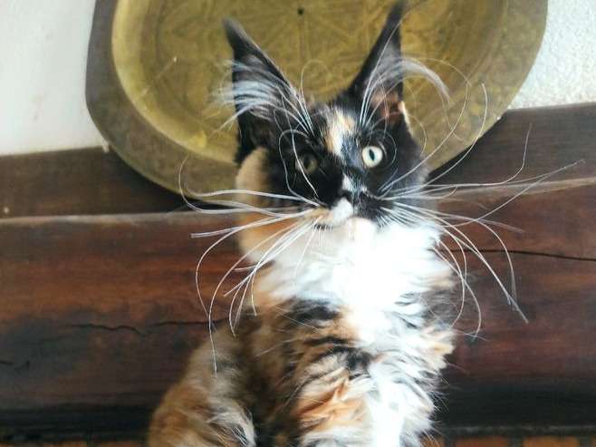 Un chaton femelle Maine Coon LOOF disponible à la vente
