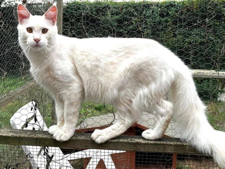 Un chat mâle Maine Coon blanc adulte à vendre