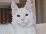 Un chat mâle Maine Coon blanc adulte à vendre