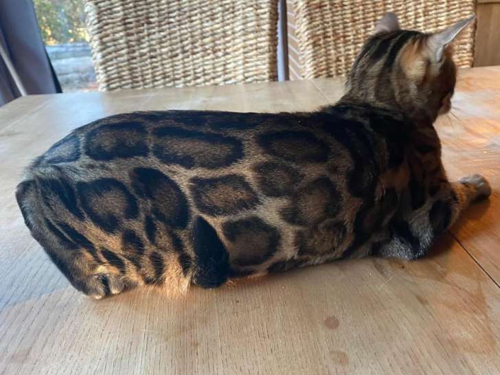 À vendre : une chatte Bengal marron à rosettes adulte LOOF