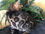 À vendre : une chatte Bengal marron à rosettes adulte LOOF