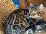À vendre : une chatte Bengal marron à rosettes adulte LOOF