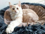 Chatons Maine Coons LOOF à vendre, 1 mâle et 1 femelle