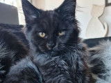 Chatons Maine Coons LOOF à vendre, 1 mâle et 1 femelle