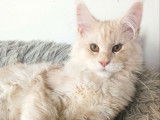 Chatons Maine Coons LOOF à vendre, 1 mâle et 1 femelle