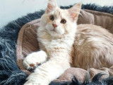 Chatons Maine Coons LOOF à vendre, 1 mâle et 1 femelle