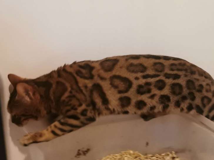 Une chatte Bengal marron tacheté LOOF à céder