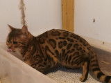 Une chatte Bengal marron tacheté LOOF à céder