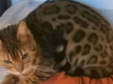Une chatte Bengal marron tacheté LOOF à céder