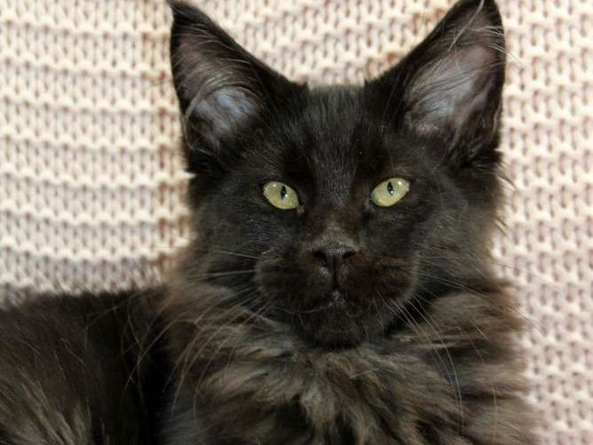 Un chaton Maine Coon mâle noir LOOF à vendre