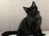 Un chaton Maine Coon mâle noir LOOF à vendre