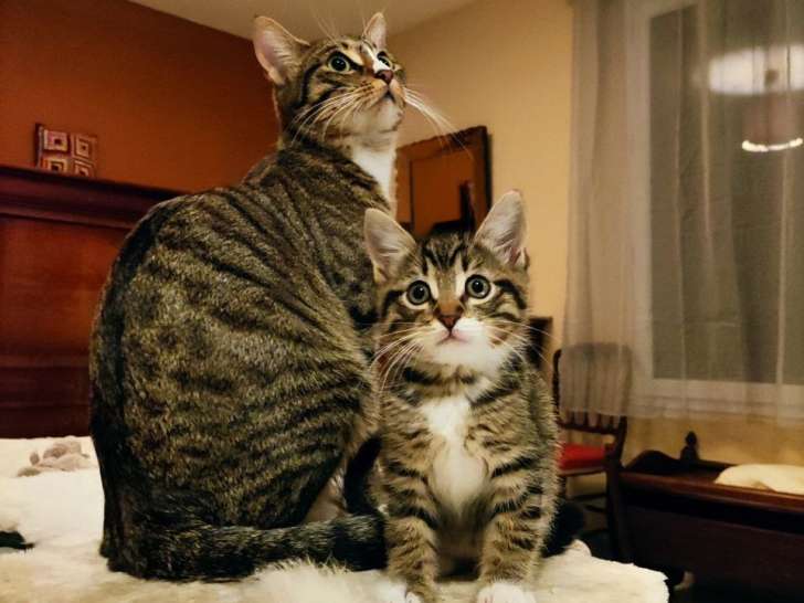 Une chatte et sa chatonne à adopter