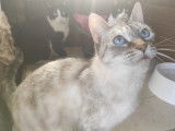 Chatte Siamoise grise &agrave; donner