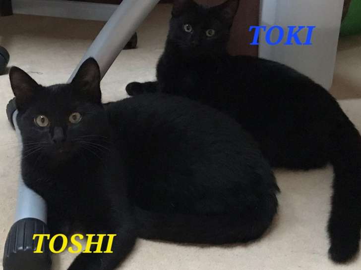 2 chatons noirs mâles à adopter