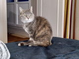 Capucine, Chatte tigrée de 15 ans à adopter