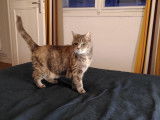 Capucine, Chatte tigrée de 15 ans à adopter