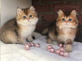 5 superbes British Shorthair et Longhair black golden à vendre