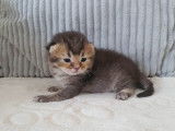 5 superbes British Shorthair et Longhair black golden à vendre