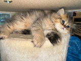 Magnifiques chatons Persan à vendre