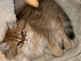 Magnifiques chatons Persan à vendre