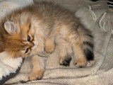 Magnifiques chatons Persan à vendre