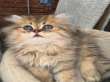 Magnifiques chatons Persan à vendre