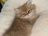 Magnifiques chatons Persan à vendre