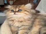 Magnifiques chatons Persan à vendre
