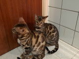 Chatons Bengals à vendre (1 Femelle & 1 Mâle)