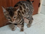 Chatons Bengals à vendre (1 Femelle & 1 Mâle)