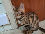 Chatons Bengals à vendre (1 Femelle & 1 Mâle)