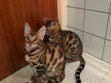 Chatons Bengals à vendre (1 Femelle & 1 Mâle)