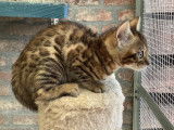 Chatons de race Bengal à vendre (2 femelles & 3 mâles)