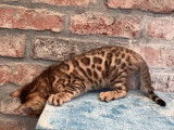 Chatons de race Bengal à vendre (2 femelles & 3 mâles)