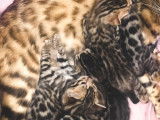Superbes chatons Bengals disponibles