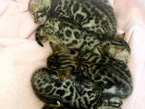Superbes chatons Bengals disponibles