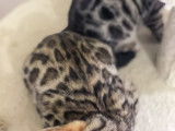 Superbes chatons Bengals disponibles