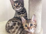Superbes chatons Bengals disponibles
