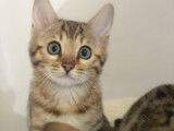 Superbes chatons Bengals disponibles