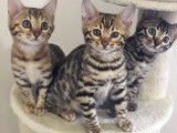 Superbes chatons Bengals disponibles