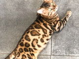 Superbes chatons Bengals disponibles