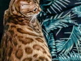 Superbes chatons Bengals disponibles