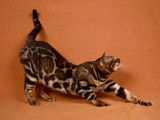 Bengal Champion brown disponible  pour saillie