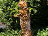 Bengal Champion brown disponible  pour saillie
