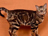 Bengal Champion brown disponible  pour saillie