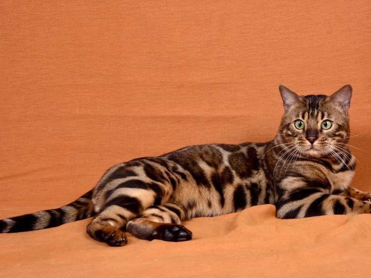 Bengal Champion brown disponible  pour saillie